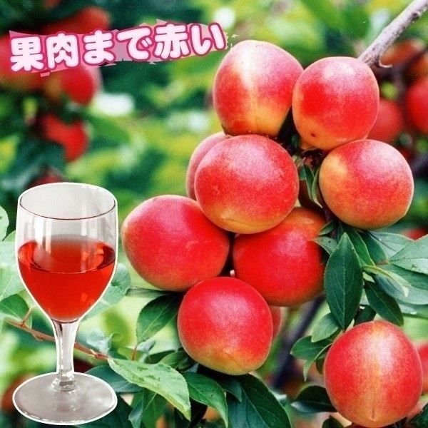 露茜 苗木の商品一覧 通販 - Yahoo!ショッピング