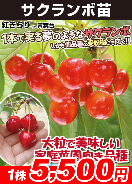 花と緑 国華園 - サクランボ苗｜Yahoo!ショッピング