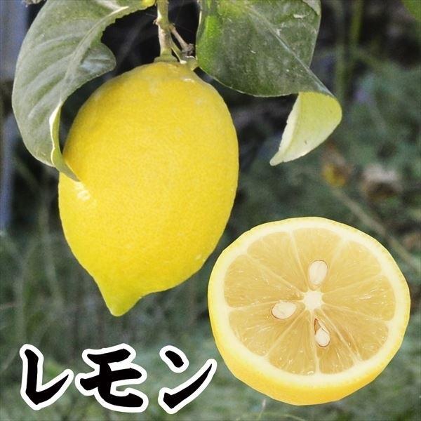 レモン苗 レモン 1株 果樹苗 カンキツ｜kokkaen