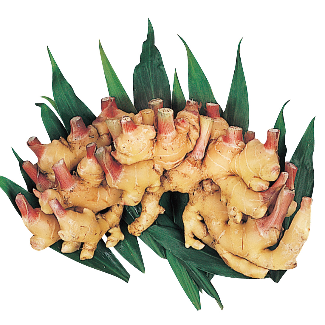種いも 黒ウコン 250g / うこん くろうこん 黒うこん クロウコン 黒 種いも 黒ウコン 250g / うこん くろうこん 黒うこん クロウコン 黒