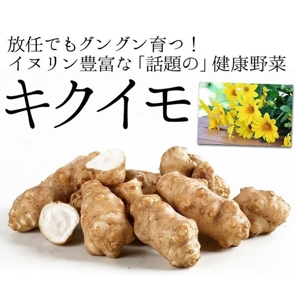 種芋 キクイモ 500g / きくいも イヌリン 健康 栄養満点 栄養豊富 菊芋