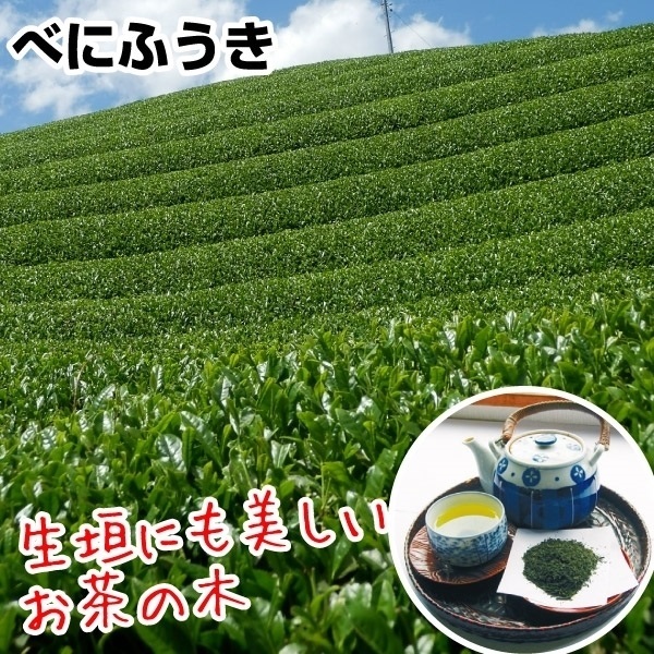 お茶の木の人気商品・通販・価格比較 - 価格.com