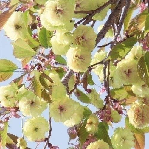 ネコヤナギ 苗 ピンクパール 2株 花木苗 国華園 : 花と緑 国華園