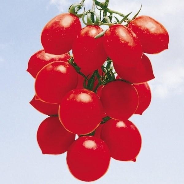トマト ミニトマト 種 野菜たね イタリアミニトマト 1袋（0.5ml） やさいたね 国華園 こっかえん｜kokkaen