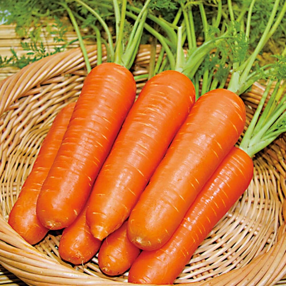 種 野菜たね ニンジン F1紅美人 1袋（5ml） 人参 やさいの種 国華園
