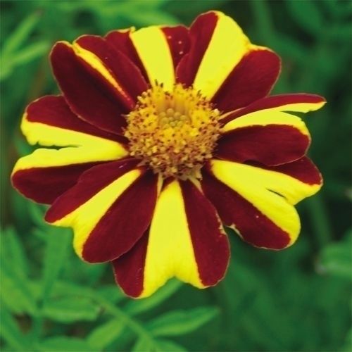 種 花たね フレンチマリーゴールド ジェスター 1袋(500mg) : 花と緑 国
