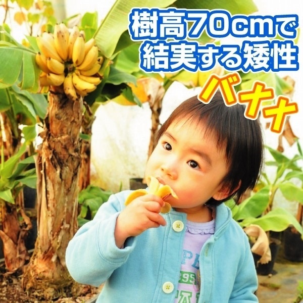 バナナ苗 ドワーフモンキーバナナ 1株 果樹苗 トロピカルフルーツ｜kokkaen