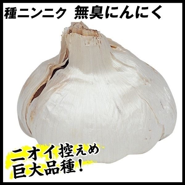 jjN 틅 LjjN 1kg / ɂɂ jjN̎ ɂɂ̂ K[bN ނイ 傫   傫jjN rbO jICT