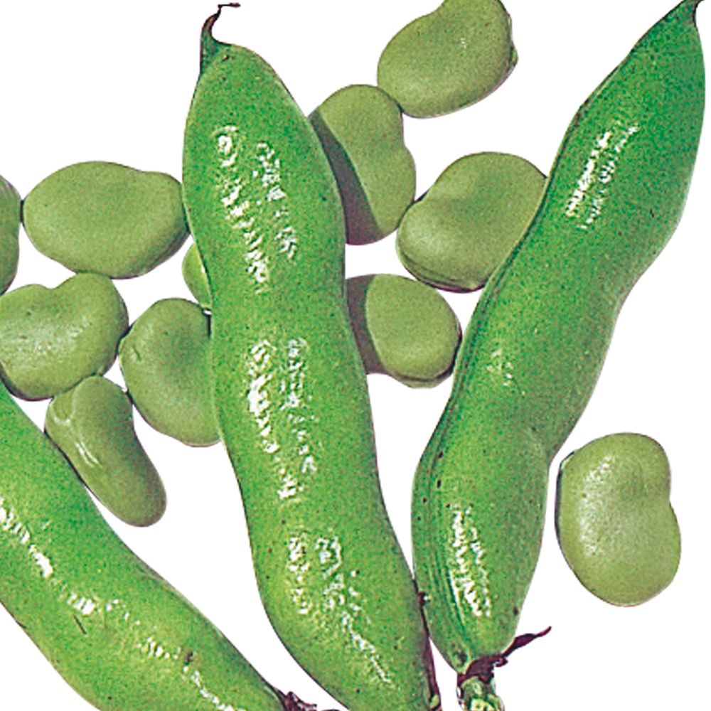 種 野菜たね マメ ソラマメ 河内一寸そら豆 1袋（25ml） 爆買 : 花と緑