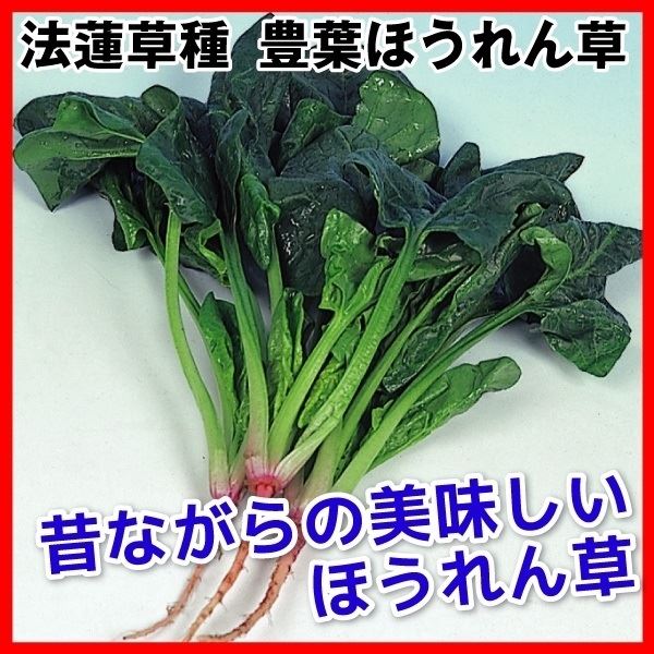 種 野菜たね ホウレン草 豊葉ほうれん草 1袋(40ml)