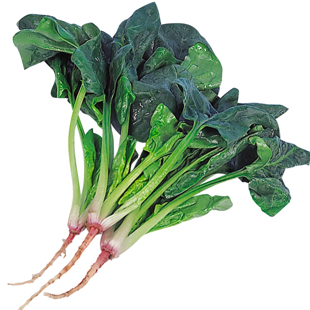 花と緑 国華園 - ホウレンソウ｜Yahoo!ショッピング