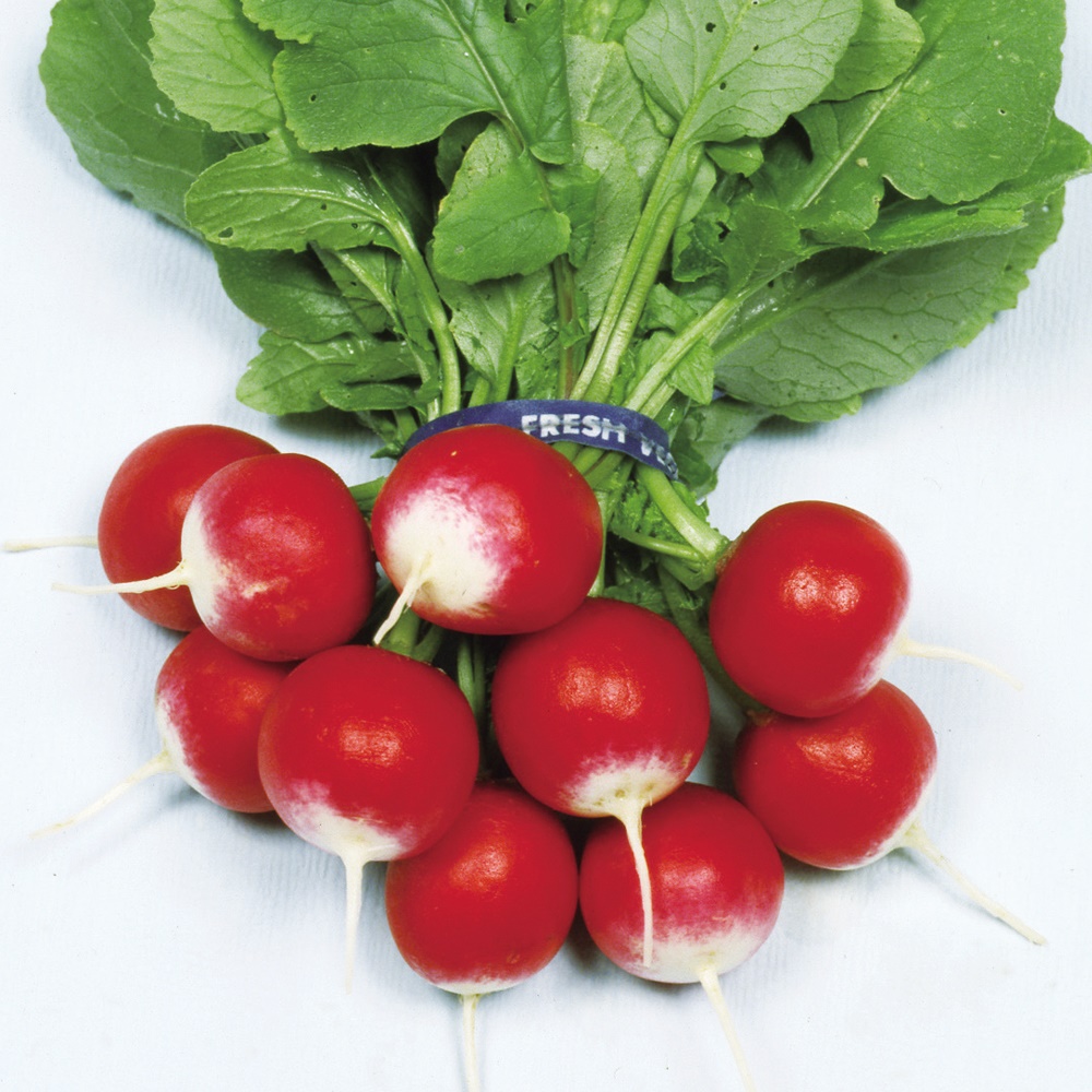 種 野菜たね ダイコン 丸型赤白二十日大根 1袋（8ml） はつかだいこん 大根 野菜の種 国華園 |  | 01