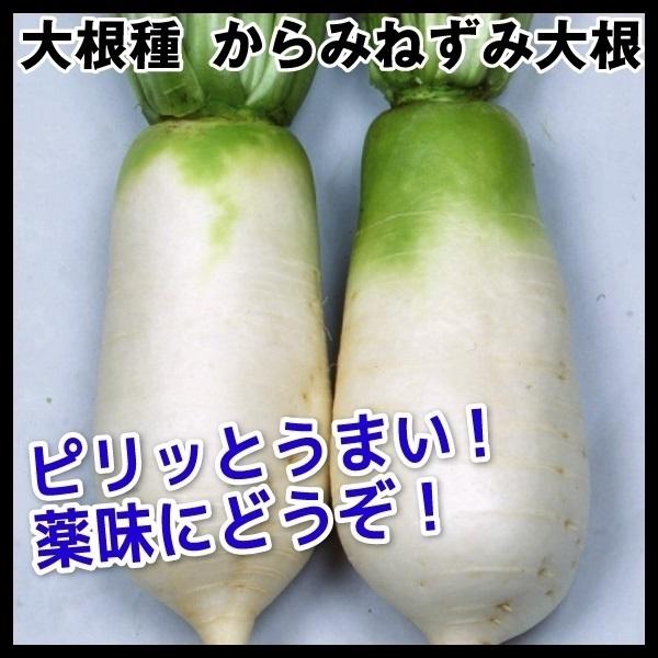 ダイコン 種 たね からみねずみ大根 1袋（2ml） 大根 野菜たね YTC10 :2012n-p6-095:花と緑 国華園 通販  