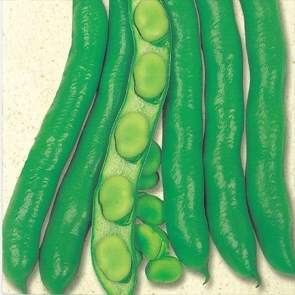 種 野菜たね マメ ソラマメ 讃岐長莢そら豆 1袋（30ml） 豆 空豆 蚕豆