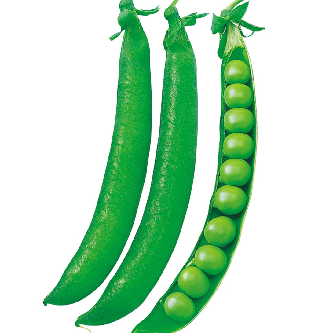 種 野菜たね マメ 実エンドウ ロングピース 1袋（30ml） 豌豆 豆 野菜の種 国華園 |  | 01
