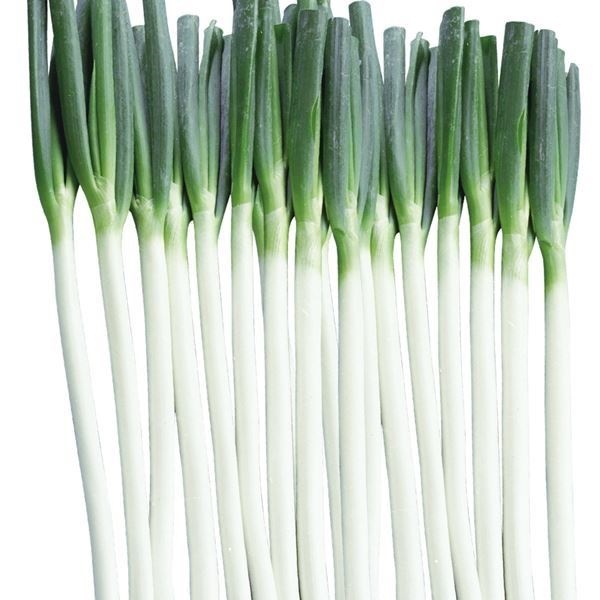 種 野菜たね ネギ 晩抽美肌一本葱 1袋（5ml） 葱 野菜の種 国華園 : 花