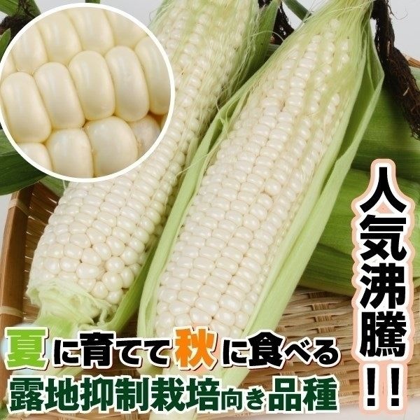 種 野菜たね 秋どり トウモロコシ F1ピュアホワイトSP 1袋（30ml