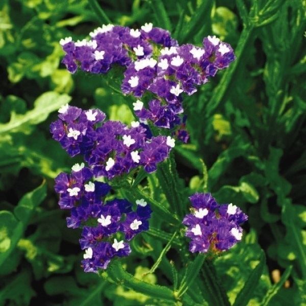 国華園 種 花たね スターチス ミッドナイトブルー 1袋(100mg) / 花の種
