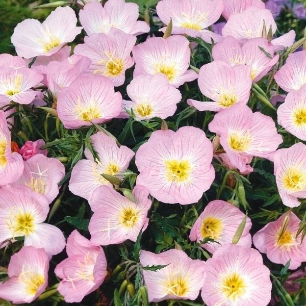 花種 花たね 昼咲月見草 1袋（200mg） : 花と緑 国華園 - 通販 - Yahoo