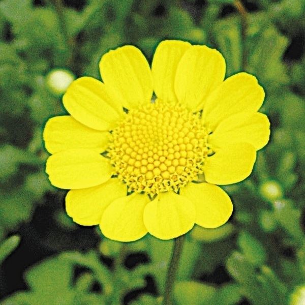 種 花たね クリサンセマム ムルチコーレ 1袋(150mg)