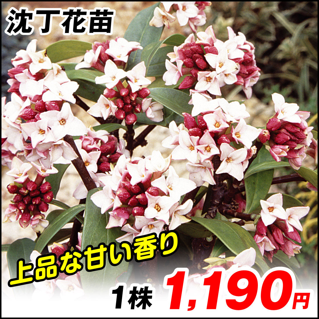 沈丁花