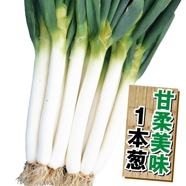 ネギ 種 野菜たね 太っ子 1袋（10ml） 葱 やさいたね 国華園 こっかえん