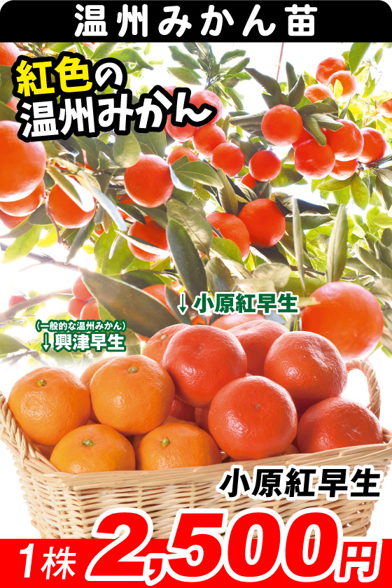 温州みかん・小原紅早生