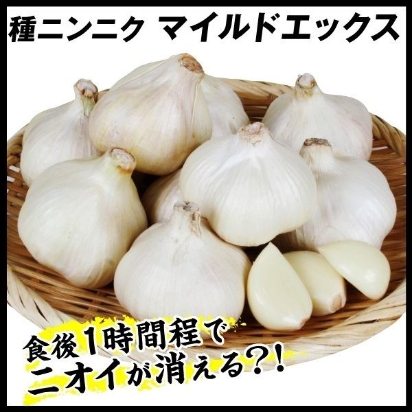 オンラインショッピング ガーリック 500g 種球 マイルドニンニク にんにくの種 匂いおさえめ 家庭菜園 ニンニク マイルドエックス  匂い気にならない にんにく 匂い控えめ 野菜