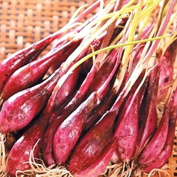 틅 bLE̒ z̃bh 250g / ƒ؉ ̃bh  傤 ʂ˂ ʔK nCubh ƍ͔| ƍ؉  A ؉