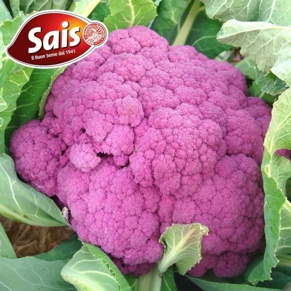カリフラワー 種 たね カターニアバイオレット 1袋(1ml) イタリア野菜 野菜たね YTC76