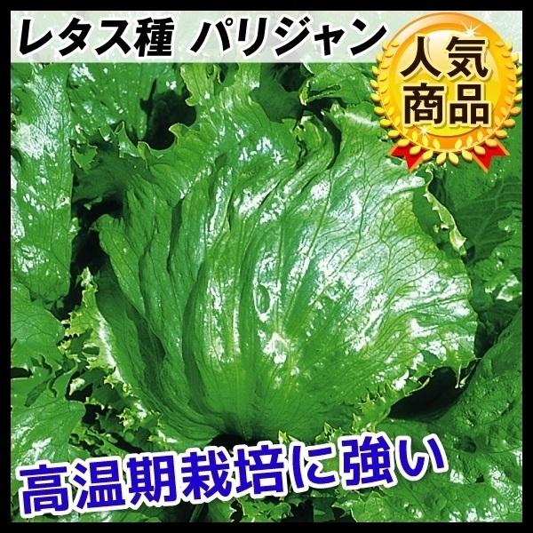 レタス 種 たね パリジャン 1袋(5ml) 野菜たね YTC47