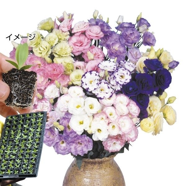 プラグ花苗_トルコキキョウ八重咲ミックス