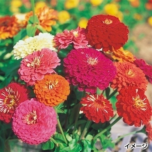 プラグ花苗_百日草ダリア咲ミックス