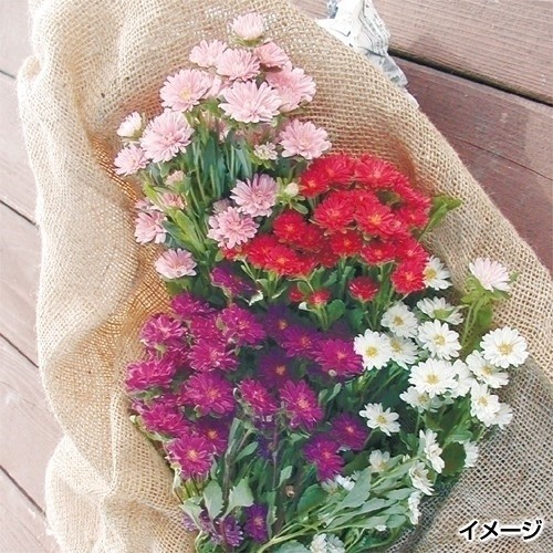 プラグ花苗_マイクロアスターミックス