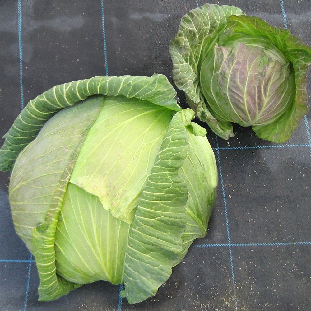 種 野菜たね キャベツ F1ジャンボキャベツ 1袋（1.5ml） 甘藍 やさいの