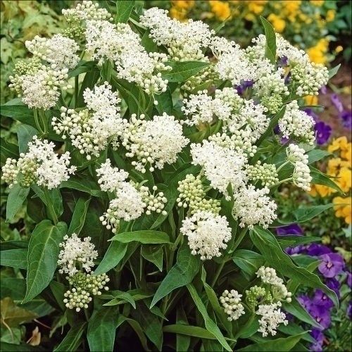 �� �Ԃ��� ���N�� �A�X�N���s�A�X �~���N���C�h 1��(40��)