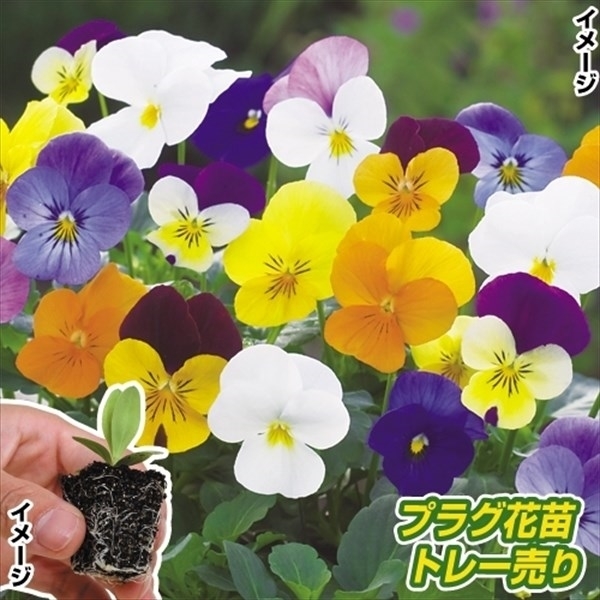 プラグ花苗 ビオラフローラルパワーミックス(70本入・花色無選別)