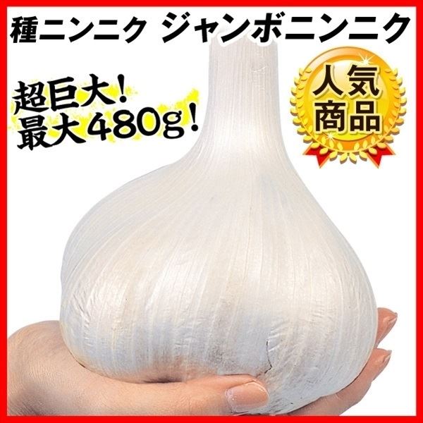 ニンニク 種球 ジャンボニンニク 種球 5kg / にんにく ニンニクの種 にんにくのたね ガーリック 大きい 巨大 大きいニンニク ビッグ  ニオイ控えめ ホクホク