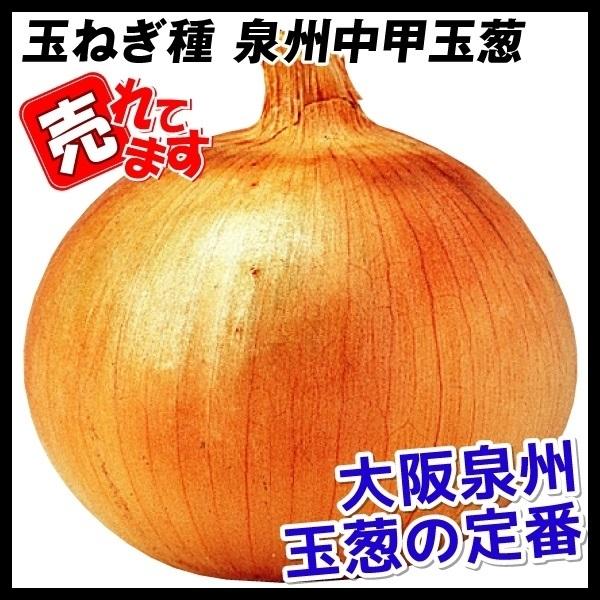 タマネギ 種 たね 泉州中甲黄玉葱 1袋(5ml) 玉葱 玉ねぎ 野菜たね YTC02