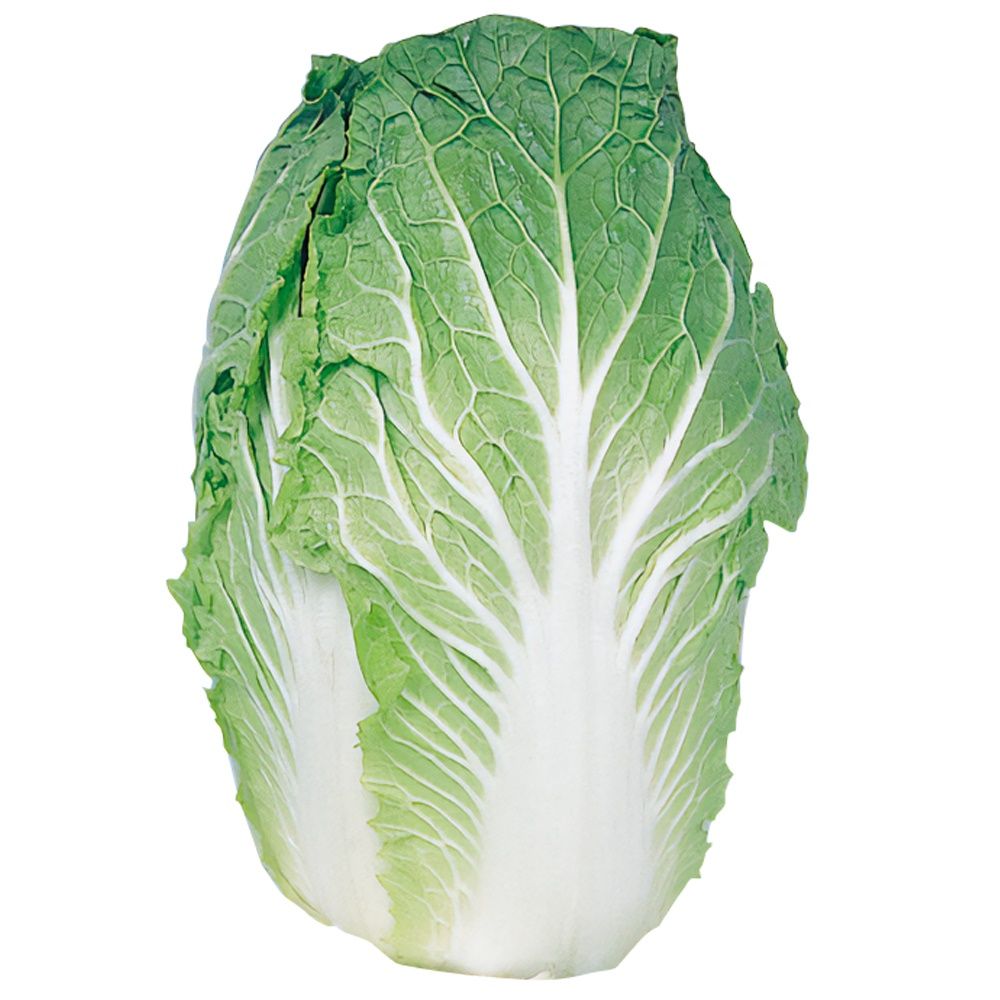 国華園 種 野菜たね ハクサイ 野崎白菜 1袋（5ml） 白菜 やさいの種