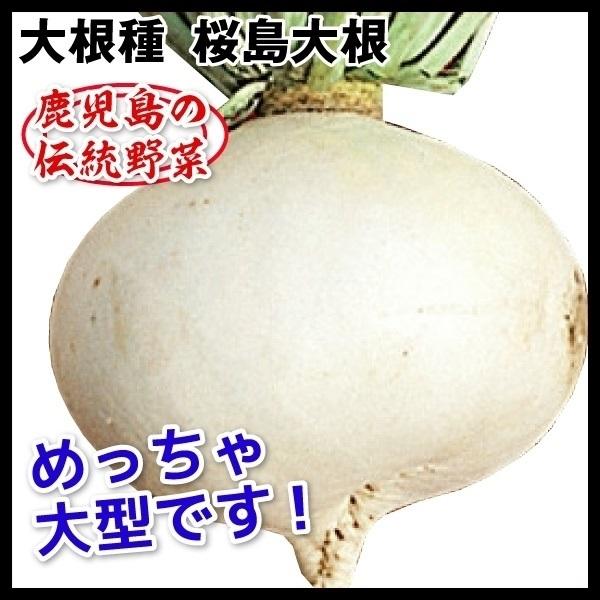 最大62％オフ！ ダイコン 種 たね 桜島大根 1袋 15ml 大根 野菜たね YTC10