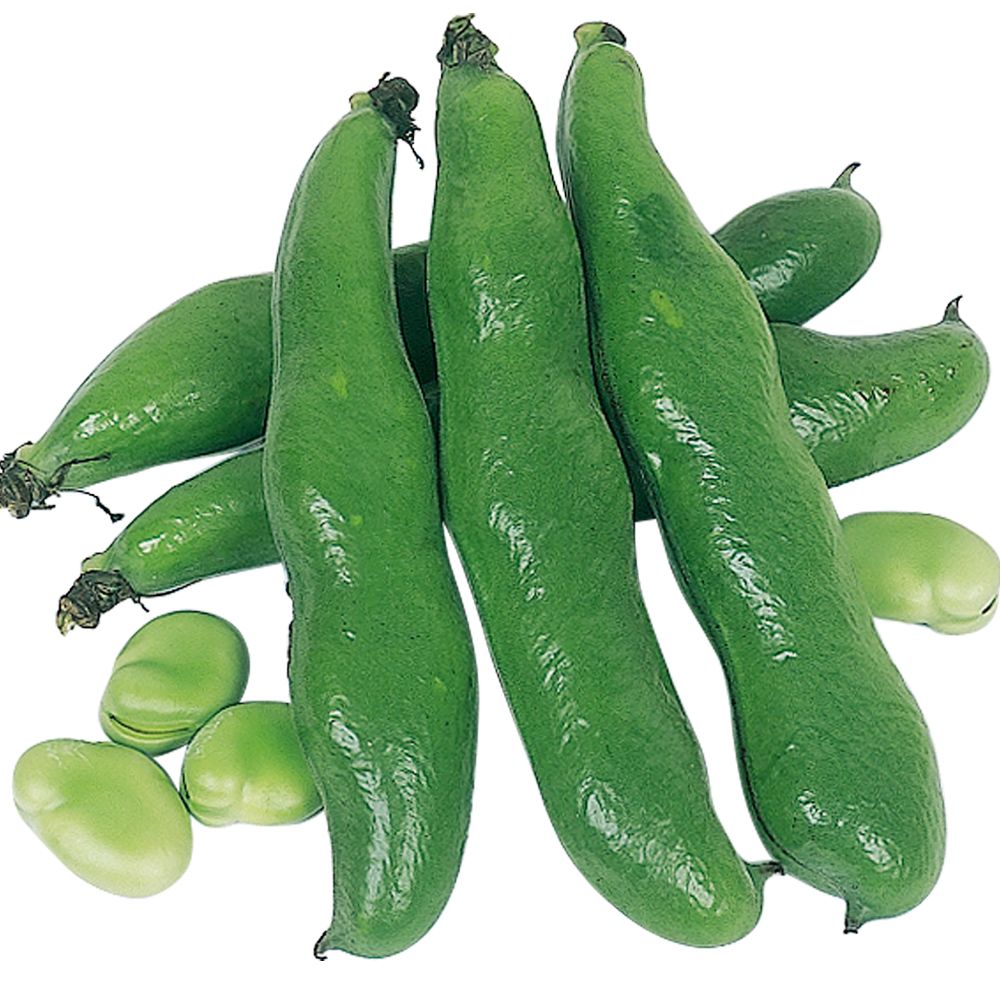 種 野菜たね マメ ソラマメ 早生そら豆 1袋（25ml） : 花と緑 国華園