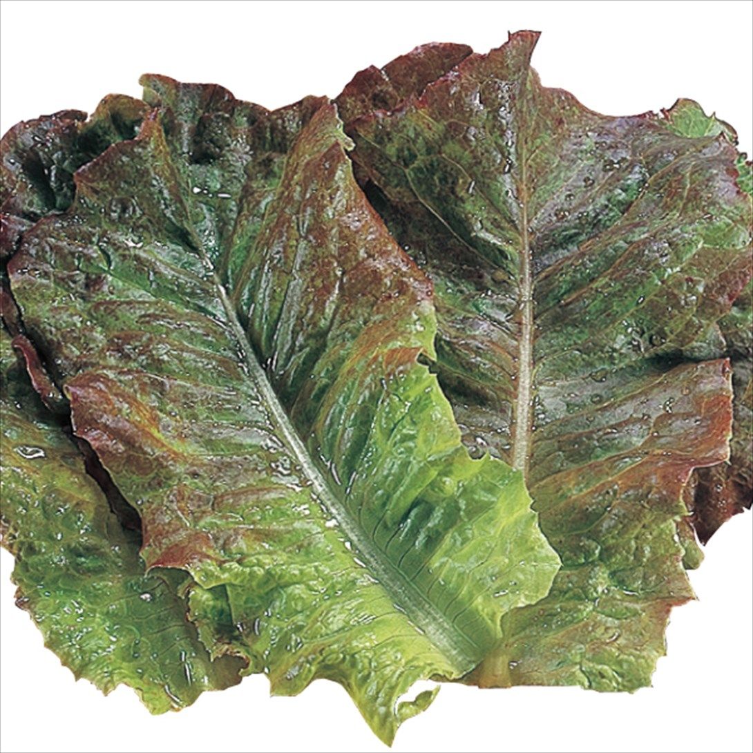 国華園 種 野菜たね レタス 赤焼肉レタス 1...の詳細画像1