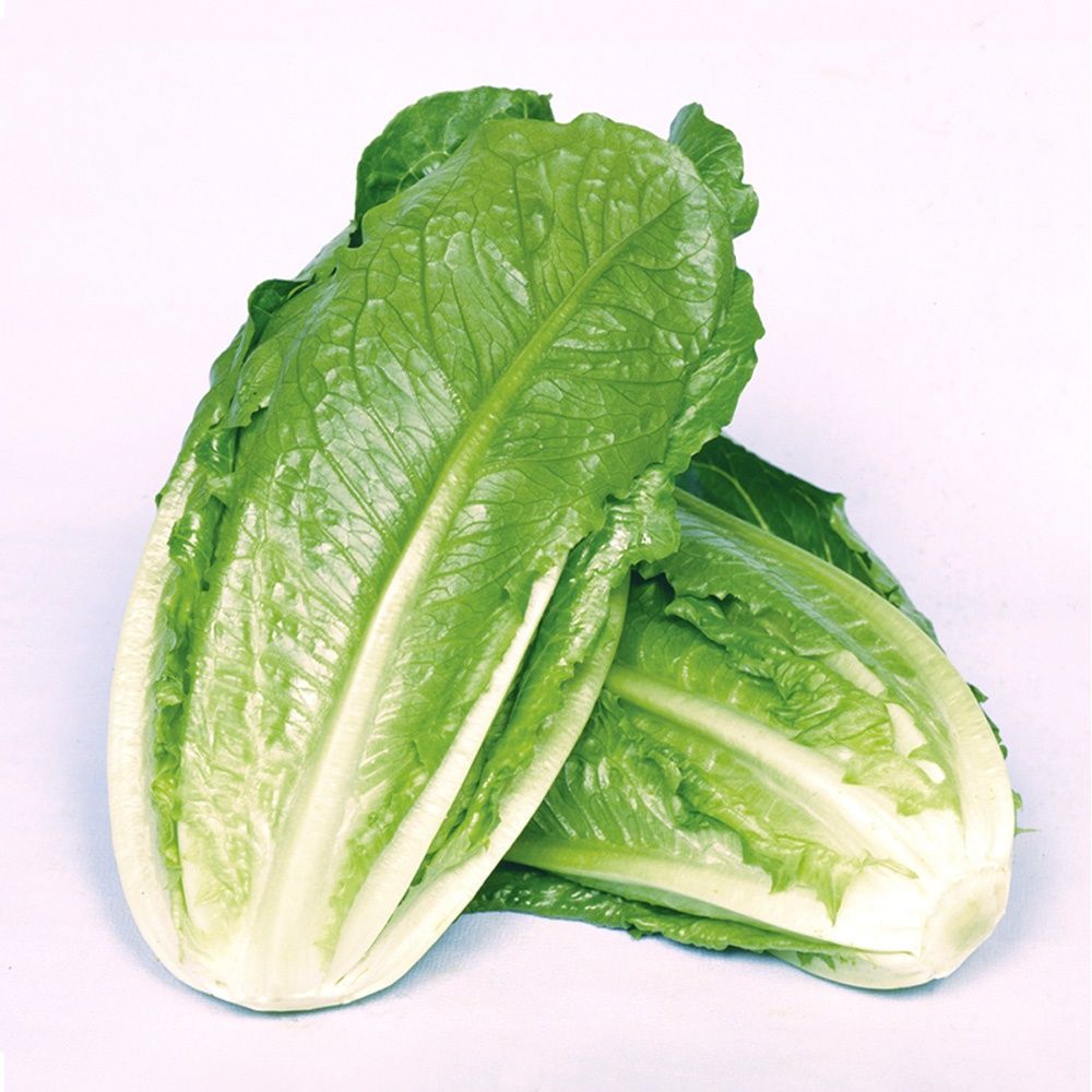 種 野菜たね レタス コスレタス 1袋（1.5ml） 爆買 : 花と緑 国華園