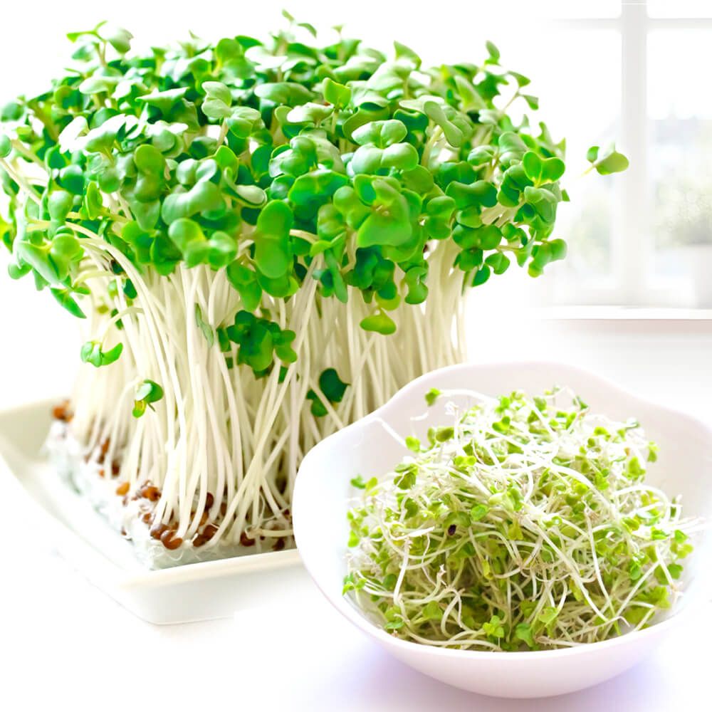 国華園 種 野菜たね ネギ 改良九条葱 1袋（8ml） 葱 くじょう やさいの