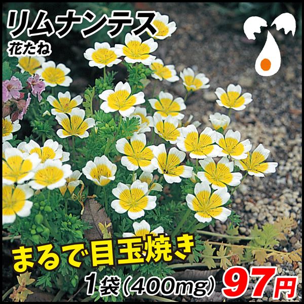 日本限定種 花たね リムナンテス 1袋(400mg) 花