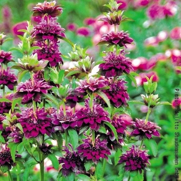 種 花たね大量販売 マリーゴールド畑（アフリカン系) 1袋(50g) : 花と
