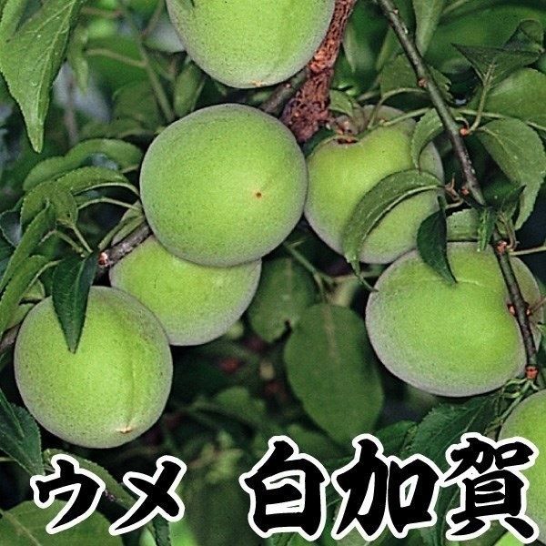 果樹苗 ウメ 白加賀(大梅) 1株 : 花と緑 国華園 - 通販 - Yahoo!ショッピング
