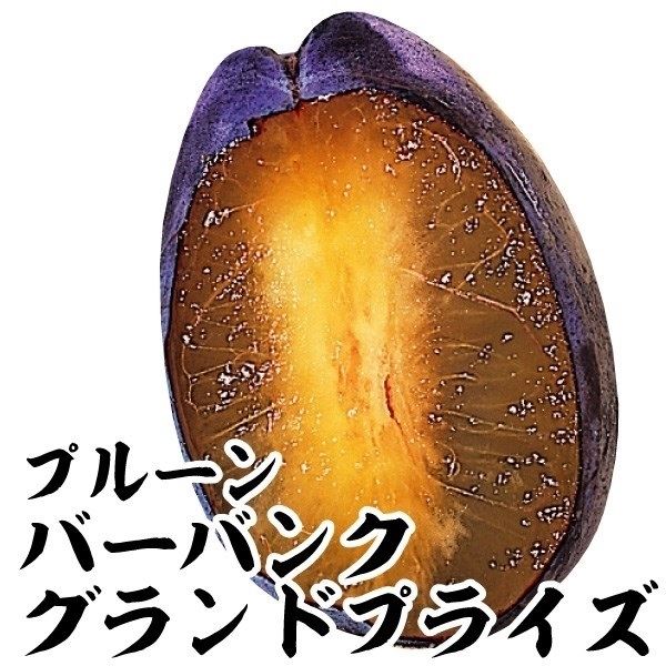 果樹苗 プルーン バーバンクグランドプライズ 1株｜kokkaen