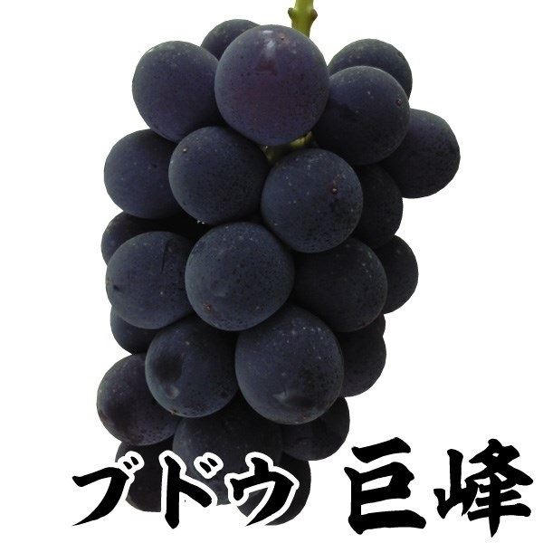 ブドウ 苗木 苗 巨峰 ブドウの苗木 果樹苗 1株 ぶどう ぶどうの木 葡萄